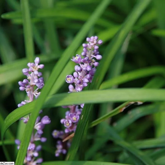 Big Blue Lilyturf